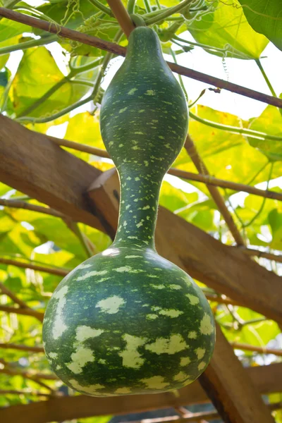 Calabash hanging on vine. — Stock Photo, Image