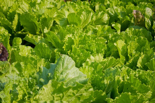 Fresh green lettuce. — Stock Photo, Image