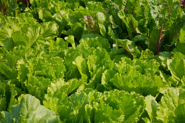 Свіжої зелені салату . — стокове фото