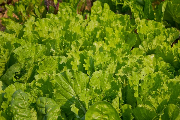 Fresh green lettuce. — Stock Photo, Image