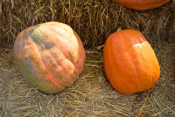 Piante di zucca sulla paglia . — Foto Stock