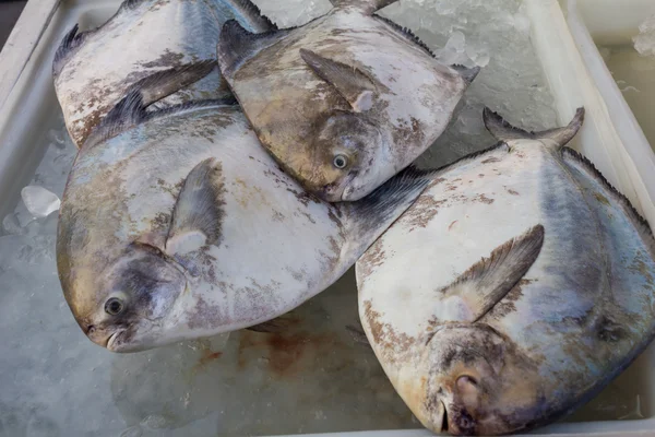 Pompano op ijs. — Stockfoto