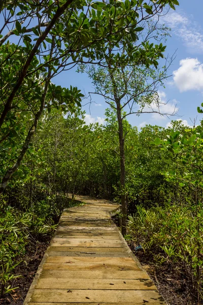 Passerella tra le mangrovie — Foto Stock