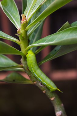 Kelebek larva dal üzerinde tırmanma