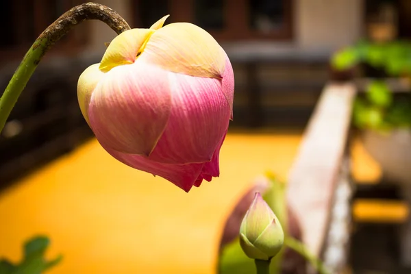 Lotus, solmuş lily tomurcukları ile.