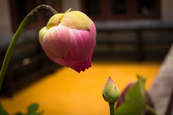 Lotus, Wilted Lily with buds. — Stock Photo, Image