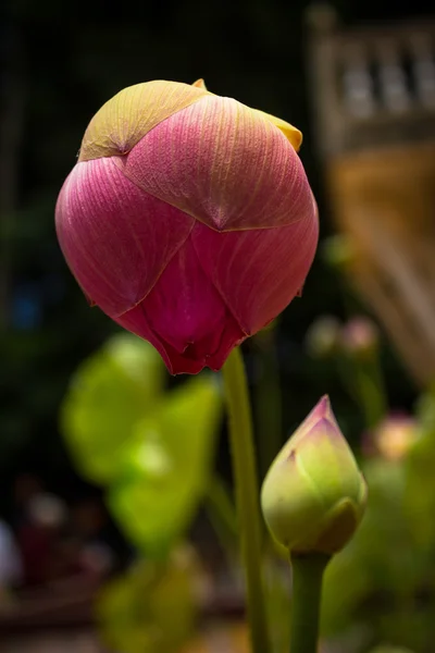 Lotus, solmuş lily tomurcukları ile. — Stok fotoğraf