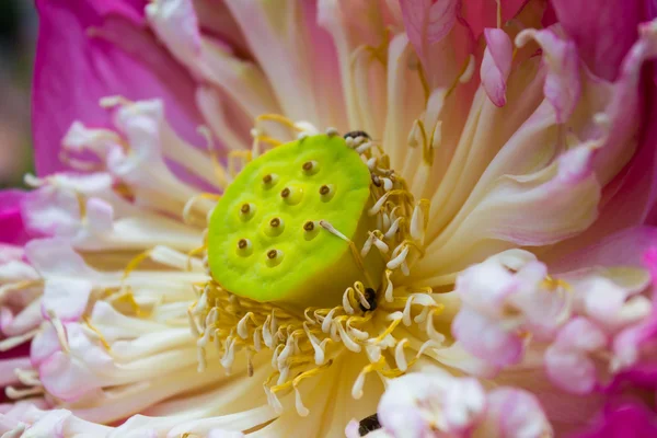 莲花，枯萎的百合. — Stockfoto