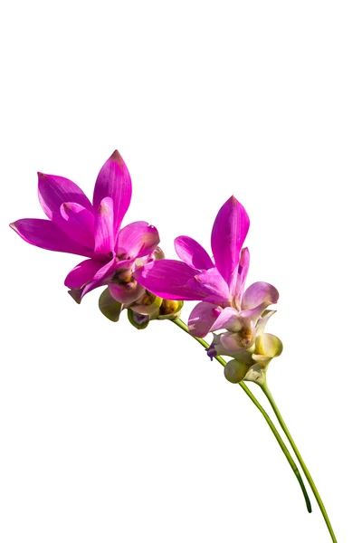 Siam Tulpenblüten auf weißem Hintergrund — Stockfoto