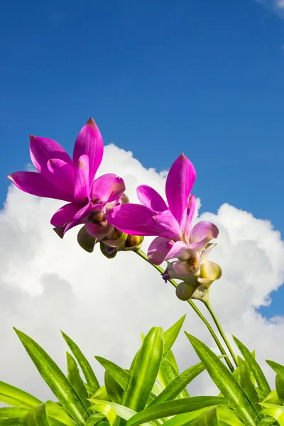 Siam kwiatów tulipanów z trawy i niebo — Zdjęcie stockowe