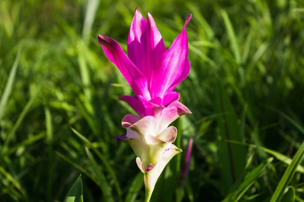 Siam Tulip flowers — Stock Photo, Image