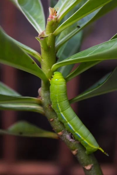 Larva de mariposa trepando en ramita — Foto de Stock