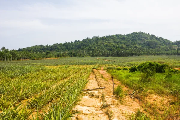 Fattoria dell'ananas . — Foto Stock