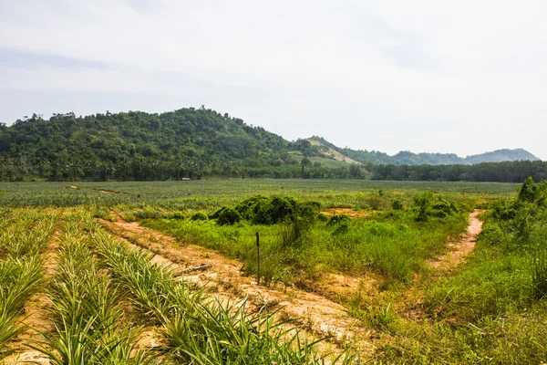 Pineapple farm. — Stock Photo, Image