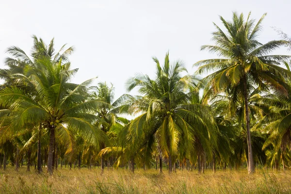 Coconut farm — Stock Photo, Image