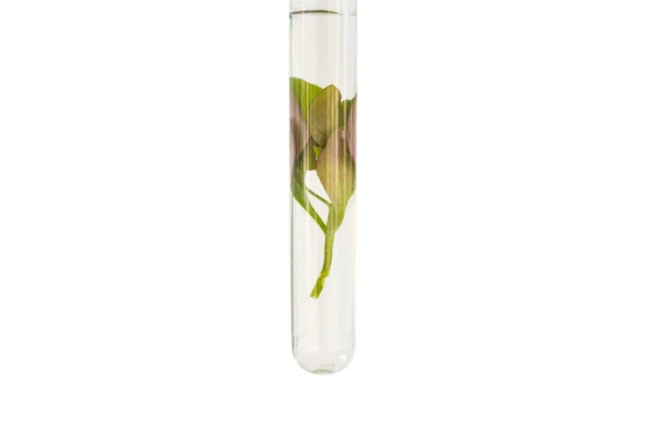 Plant in glass tube. — Stock Photo, Image