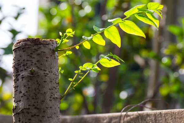 New life on tree was cut. — Stock Photo, Image