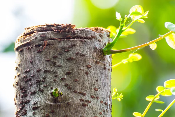 Nueva vida en el árbol fue cortada . —  Fotos de Stock