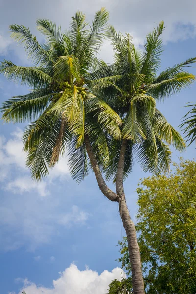 Strange coconut tree — Stock Photo, Image