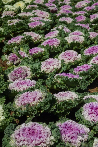 Fancy cabbage — Stock Photo, Image