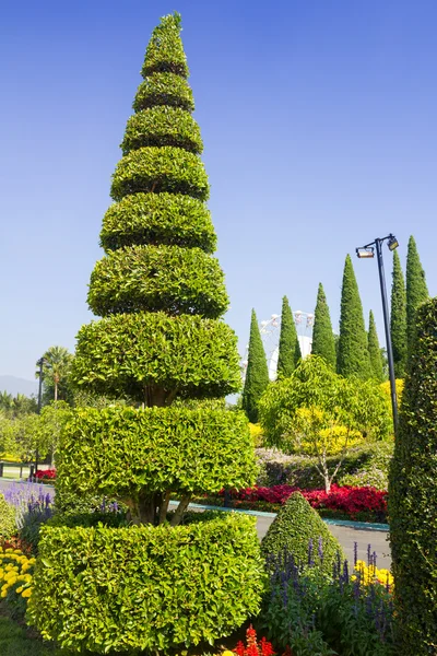 Schöner Garten im Sommer — Stockfoto