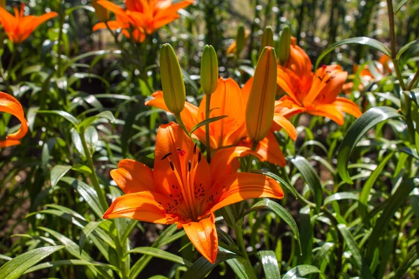 Orange lilies flower in garden — Stock Photo, Image