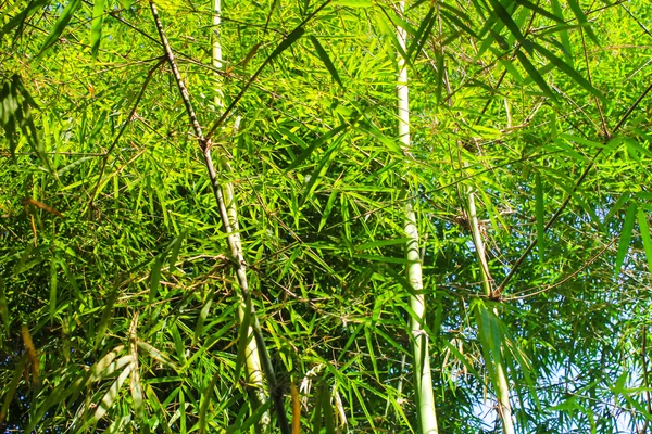 Bambuswald — Stockfoto
