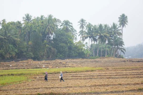 Jordbrukare som arbetar på fältet i morgondimma — Stockfoto
