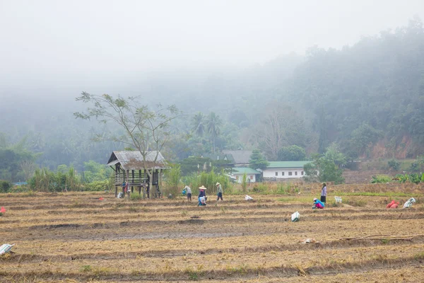 Farmer working on field in morning fog — Stock Photo, Image
