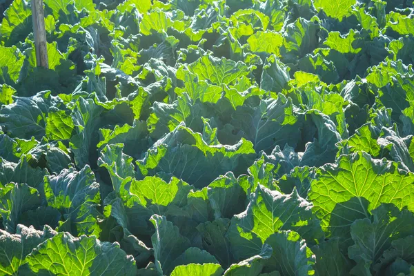 Cabbage field — Stock Photo, Image