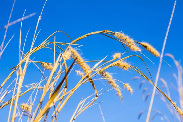 Suchá tráva a modrá obloha — Stock fotografie