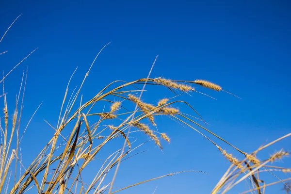 Erba secca e cielo blu — Foto Stock