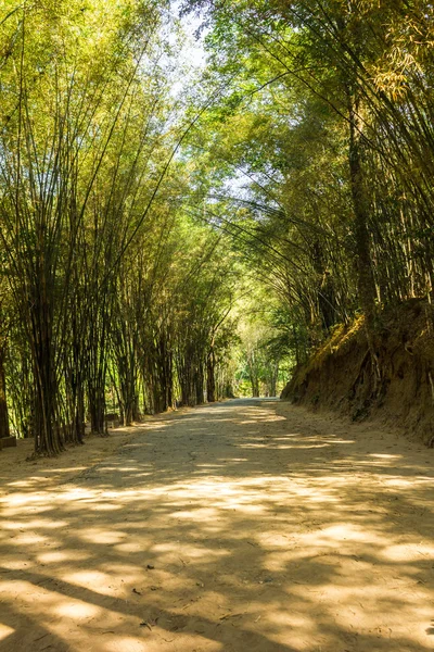 Tunnel di bambù . — Foto Stock