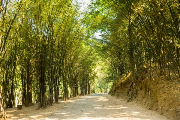 Tunnel en bambou . — Photo