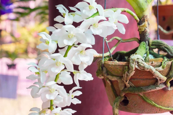 Orquídea no jardim — Fotografia de Stock