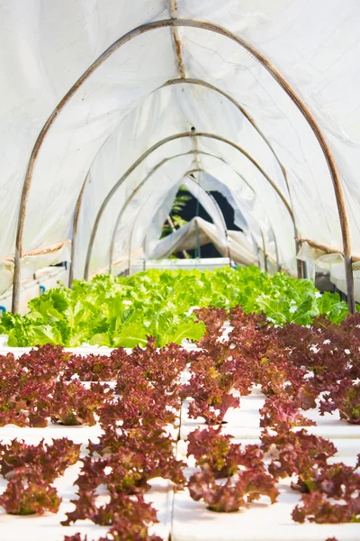 Organic hydroponic vegetable in greenhouse. — Stock Photo, Image