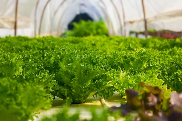 Organic hydroponic vegetable in greenhouse. — Stock Photo, Image