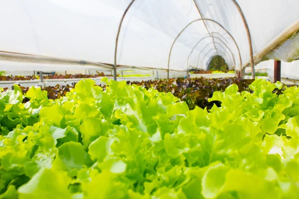 Organic hydroponic vegetable in greenhouse. — Stock Photo, Image