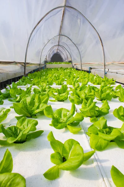 Organic hydroponic vegetable in greenhouse. — Stock Photo, Image