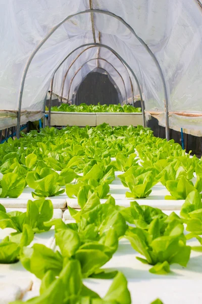 Organic hydroponic vegetable in greenhouse. — Stock Photo, Image