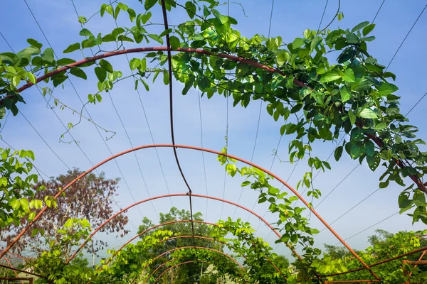 Pérgola cubierta de vid en jardín —  Fotos de Stock