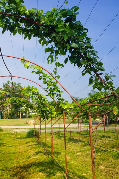 포도 나무 덮여 pergola 정원에서 — 스톡 사진