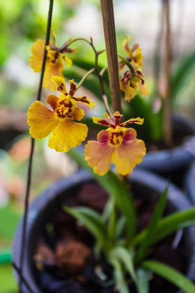 Tanzende Orchidee — Stockfoto