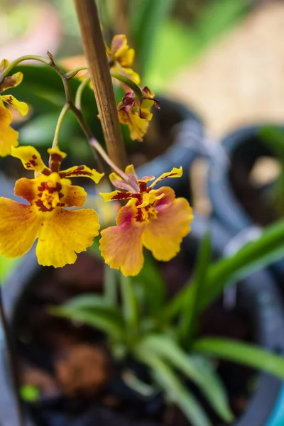 Tanzende Orchidee — Stockfoto