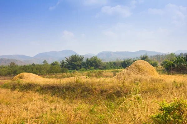 Pradera cultivada. Escena rural — Foto de Stock