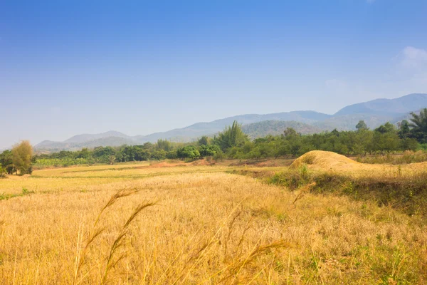 Cultivated meadow. Rural scene — Stock Photo, Image