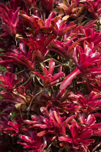 Neo pauctatissima rubra, tropisk växt — Stockfoto