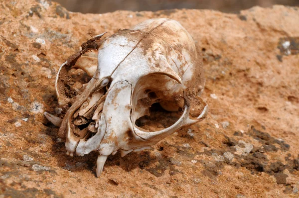 松鼠的头骨被遗弃在沙漠 — 图库照片