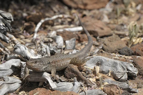 Lagarto canário — Fotografia de Stock