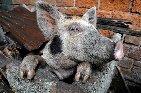 Funny pig — Stock Photo, Image
